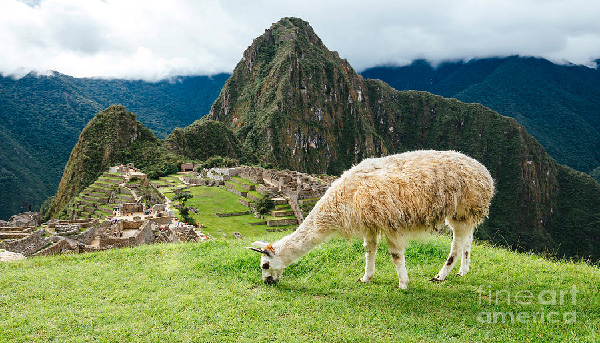 Llama eating grass