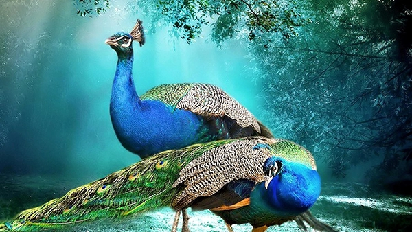 Types of Peacocks in the World? Peacocks also known as Peafowl.